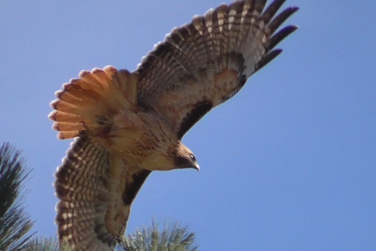 Red-tailed Hawk - ML83662441