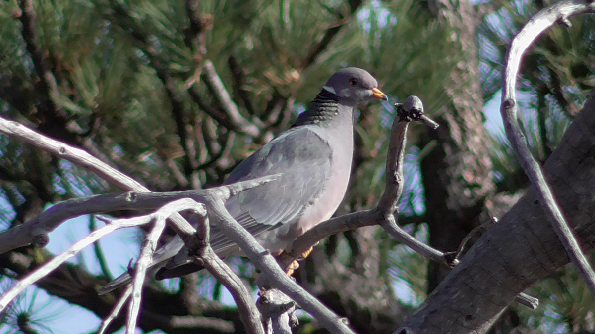 Band-tailed Pigeon - ML83662471