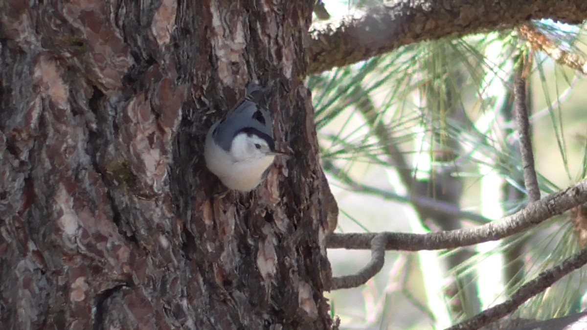 White-breasted Nuthatch - Russell Peck