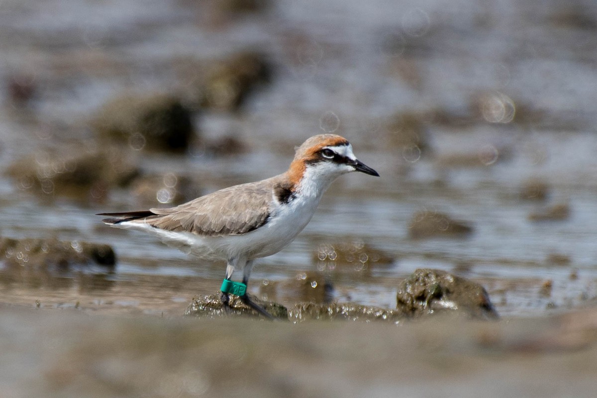 Red-capped Plover - ML83664081