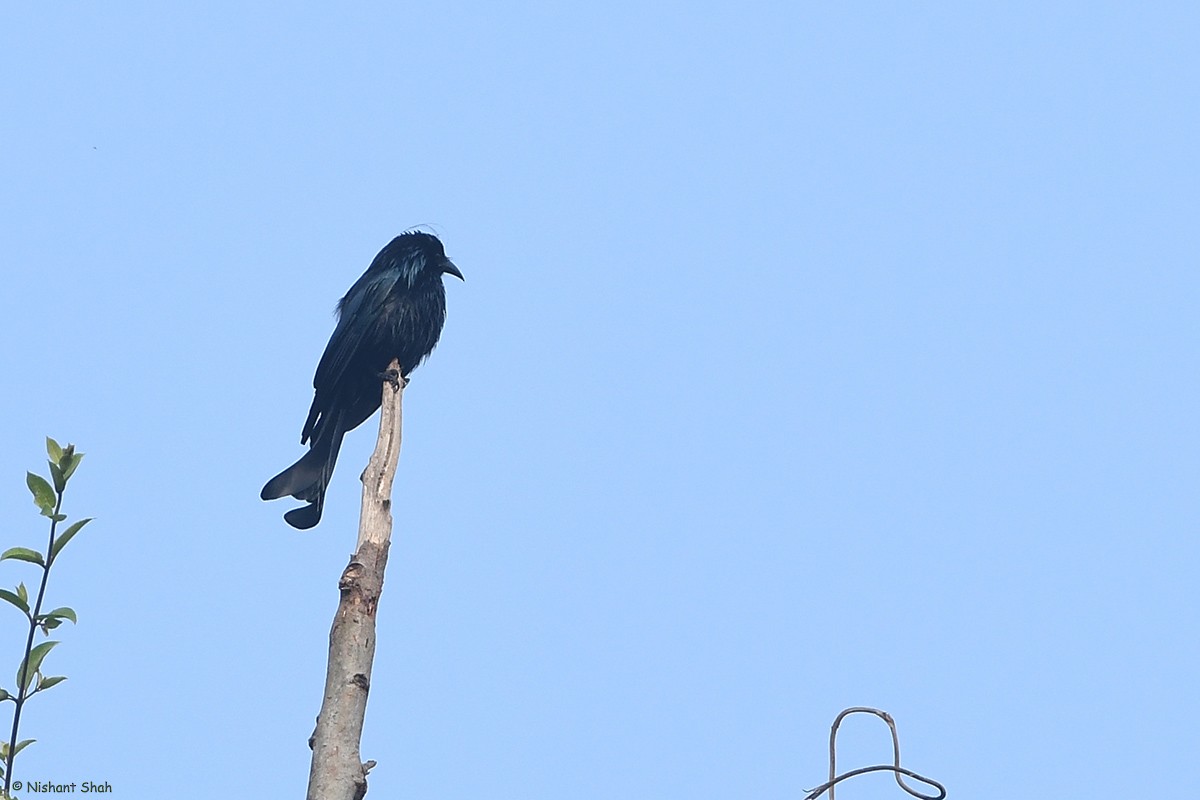 Hair-crested Drongo - ML83666871