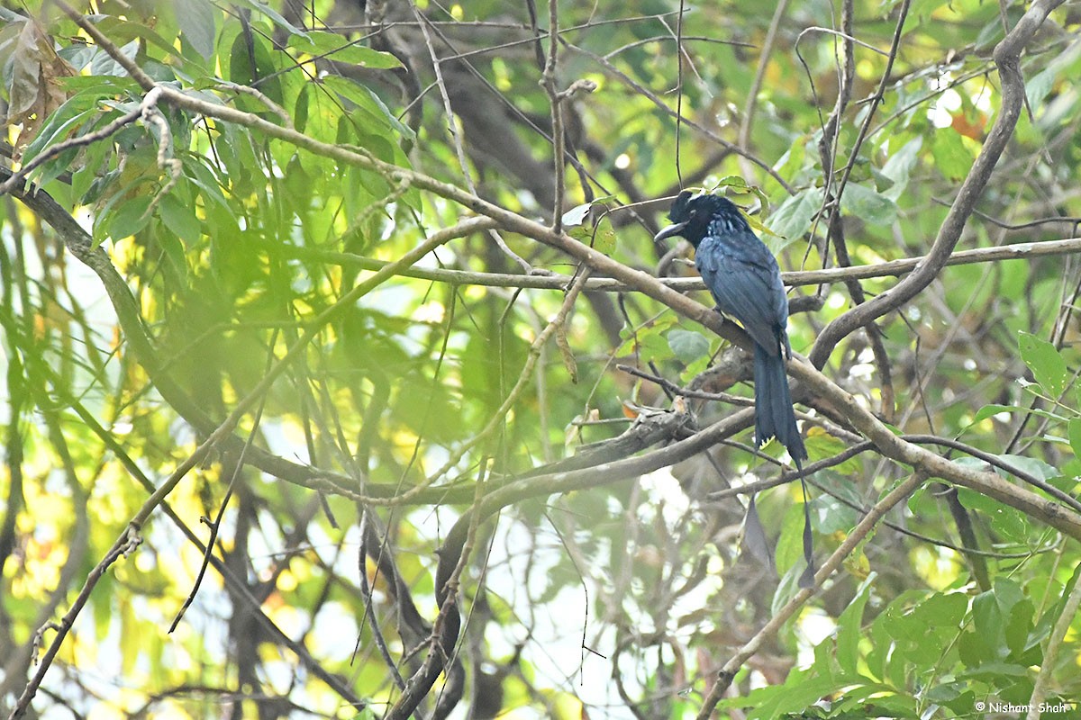 Greater Racket-tailed Drongo - ML83666891