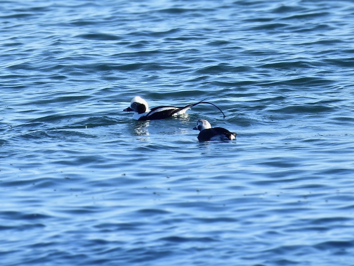 Long-tailed Duck - ML83669221