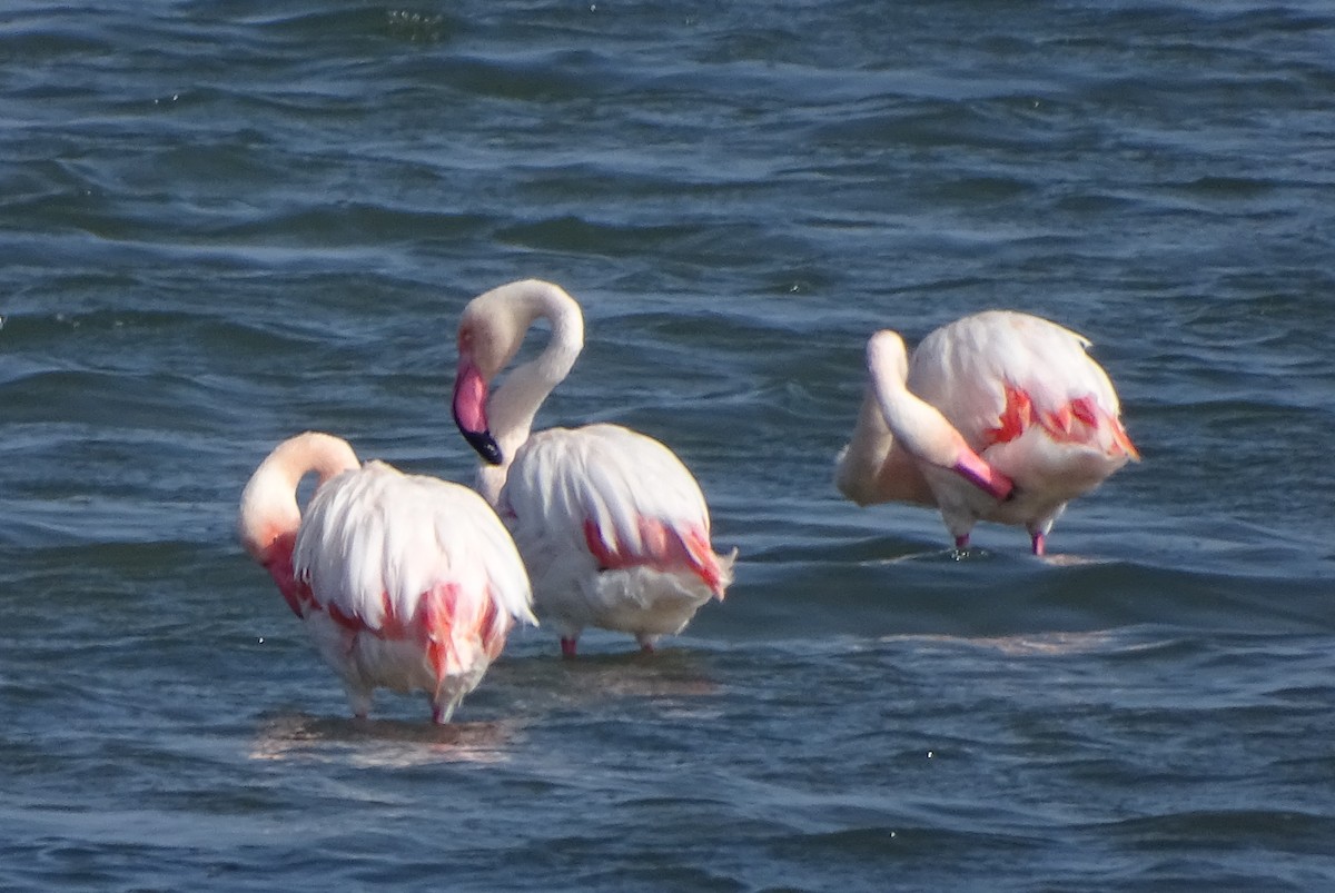 Greater Flamingo - Doris  Schaule