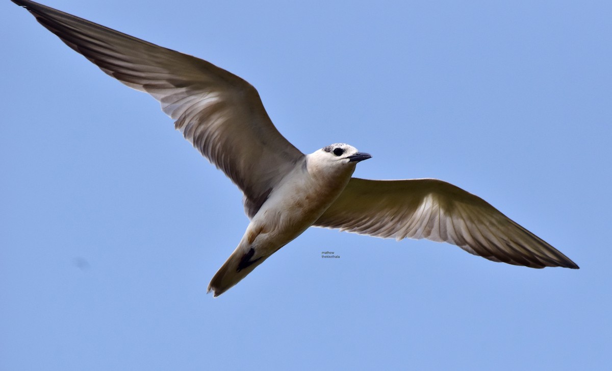 Gull-billed Tern - mathew thekkethala