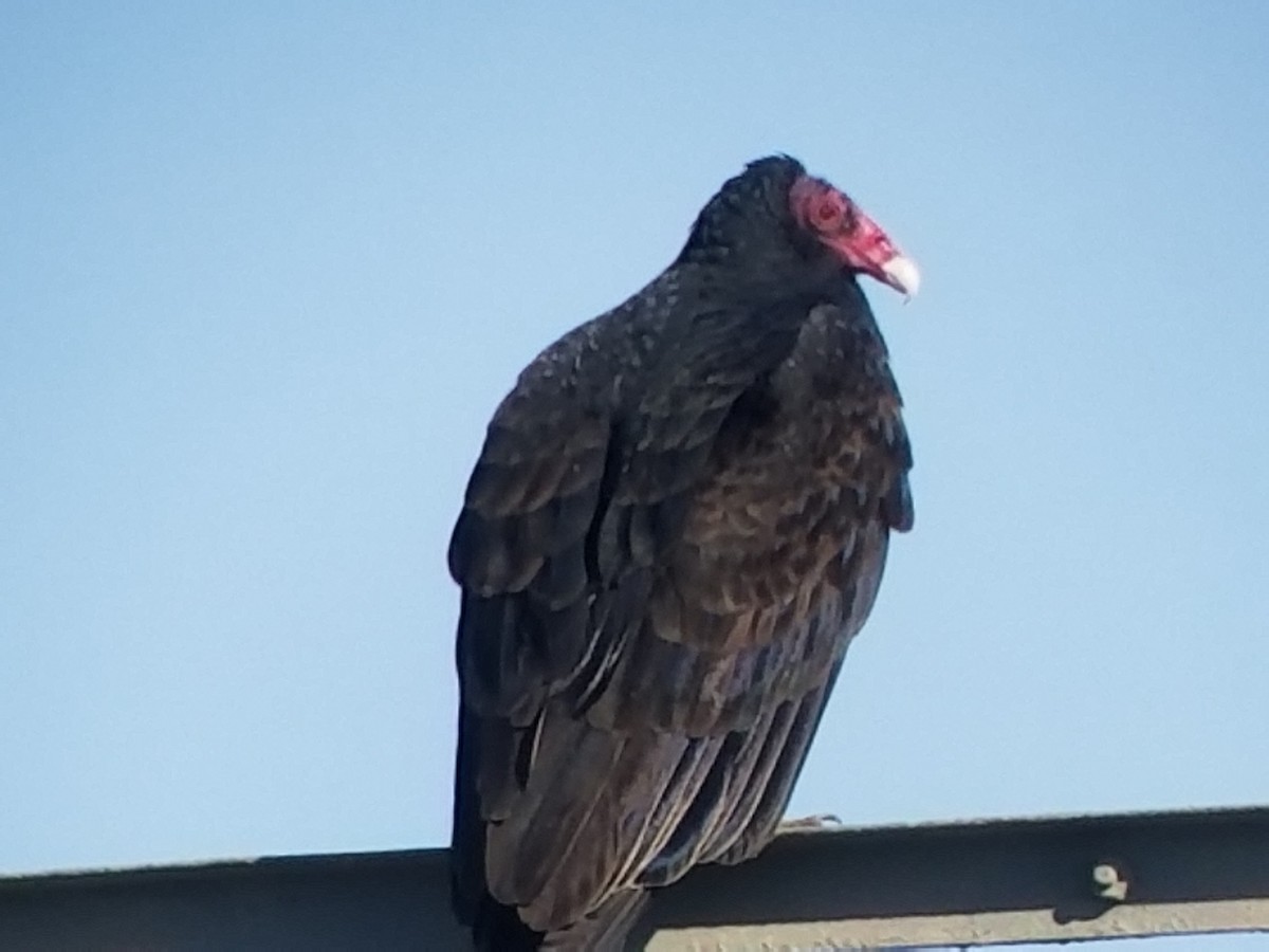 Turkey Vulture - Donald Pendleton