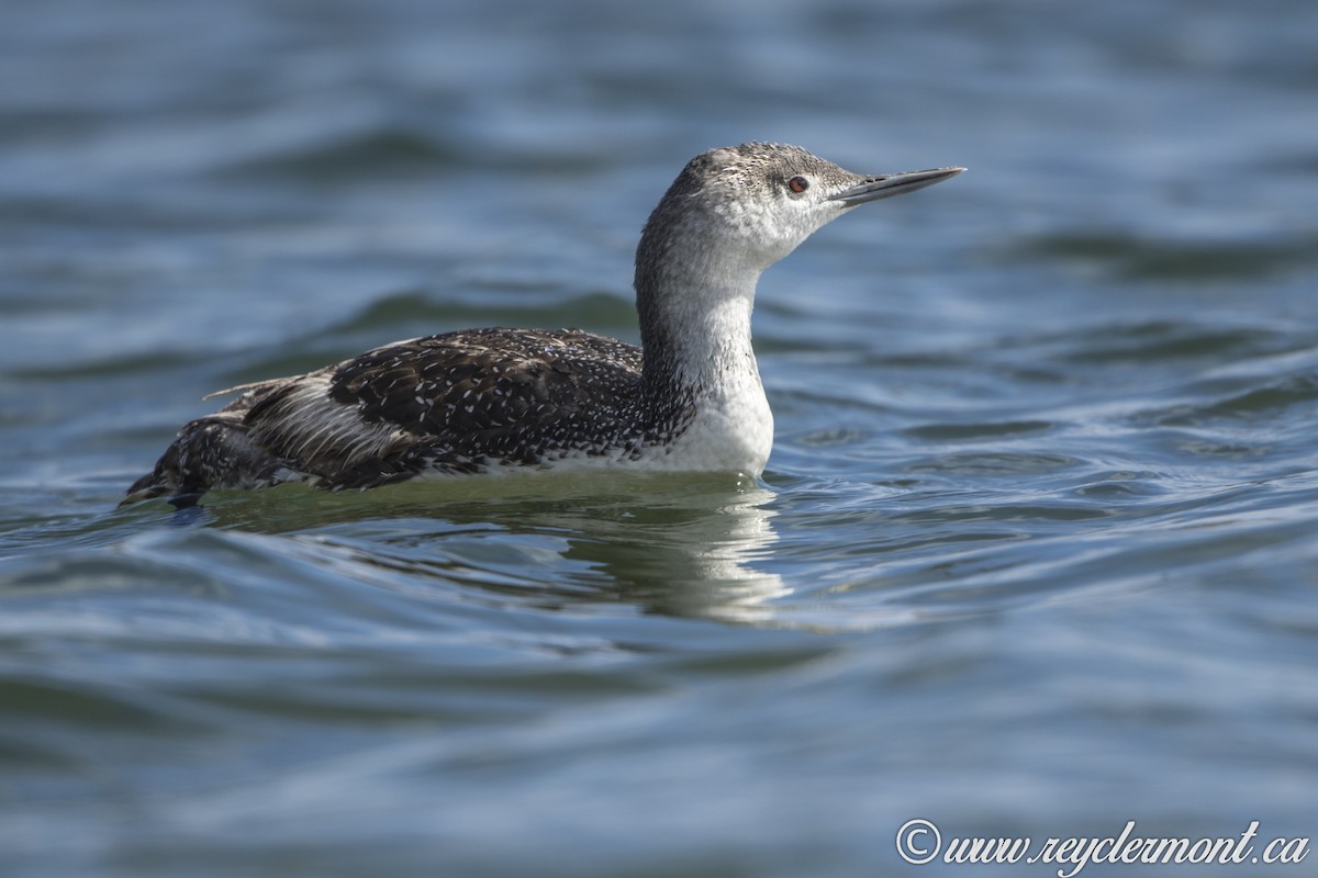 Red-throated Loon - Rey Clermont