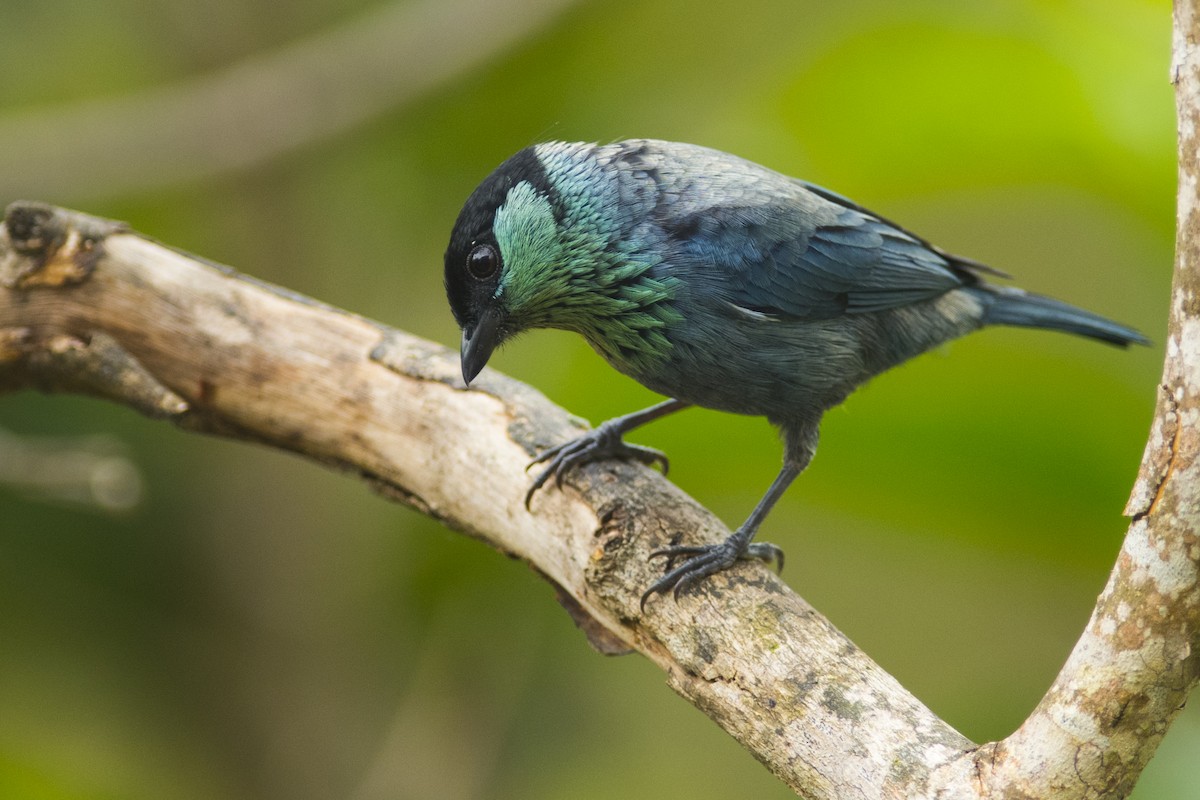 Black-capped Tanager - ML83674401