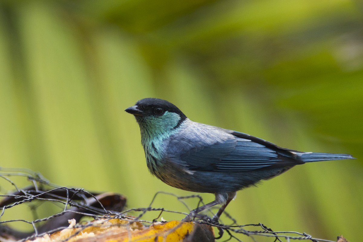 Black-capped Tanager - ML83674431
