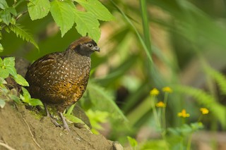  - Black-fronted Wood-Quail