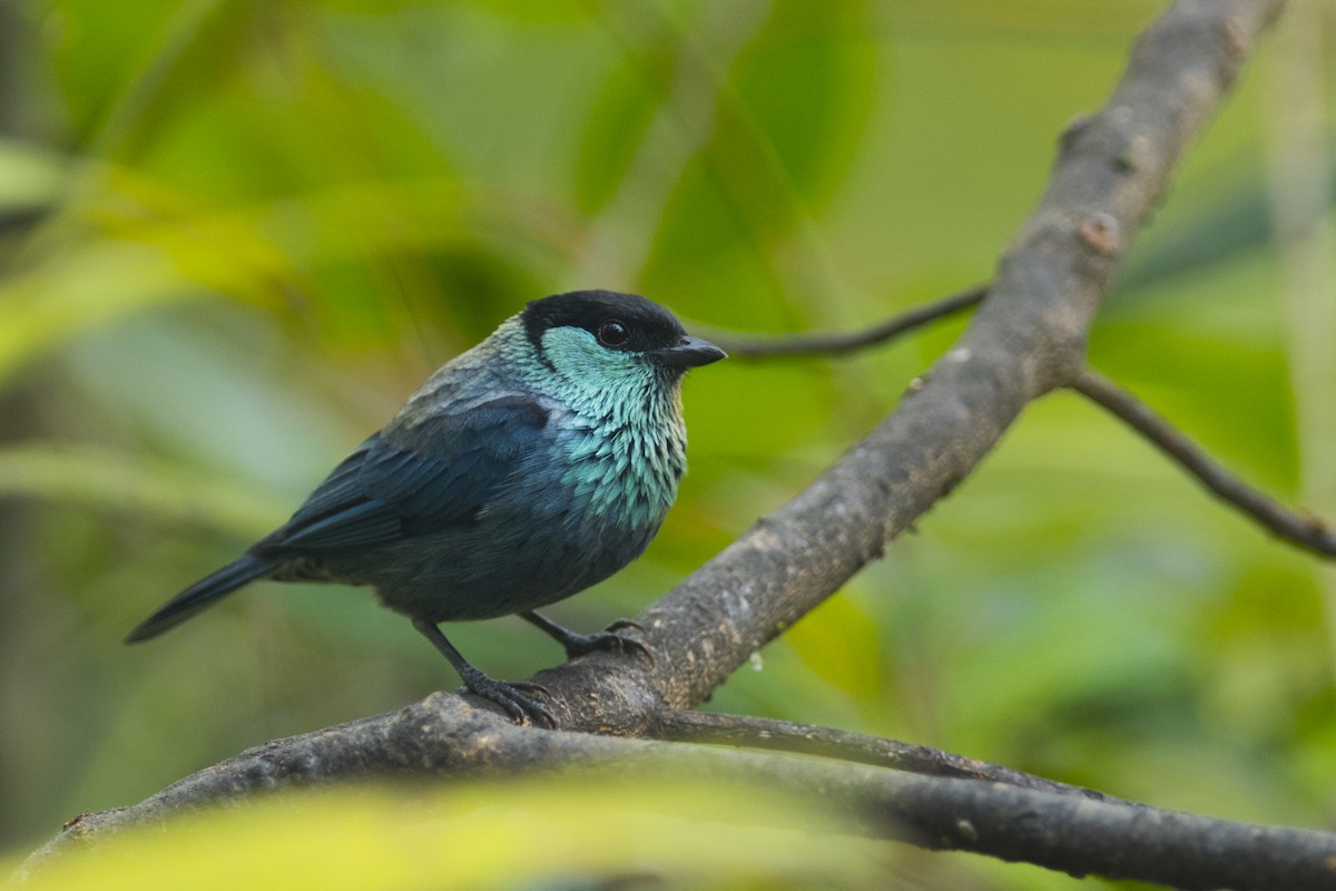 Black-capped Tanager - ML83674751