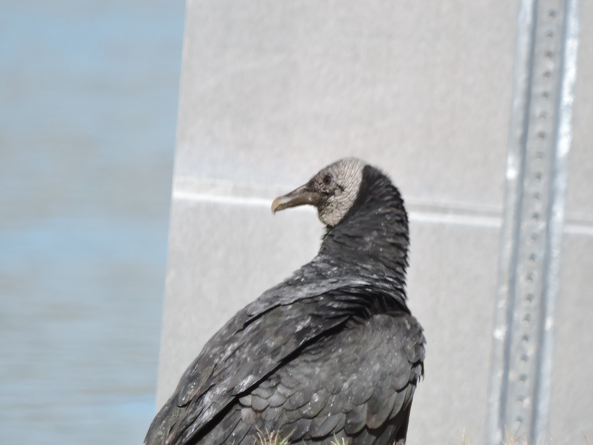 Black Vulture - Taylor Rosequist