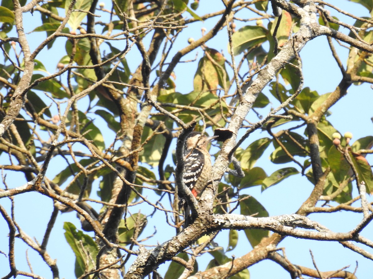 Fulvous-breasted Woodpecker - Ruma Sinha