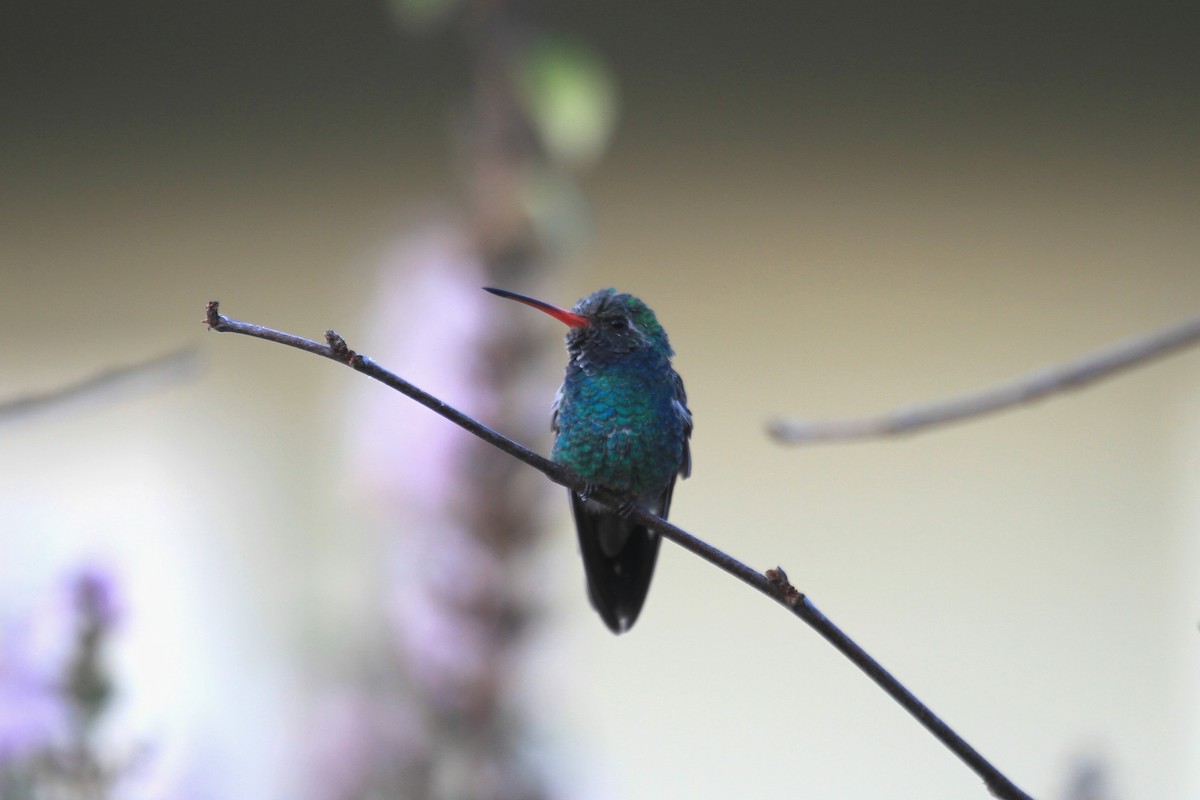 Broad-billed Hummingbird - ML83678491