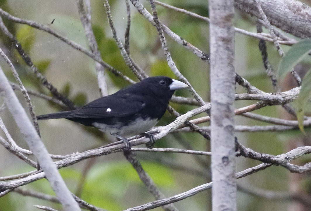 Cone-billed Tanager - ML83679991