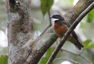  - Flame-crowned Manakin