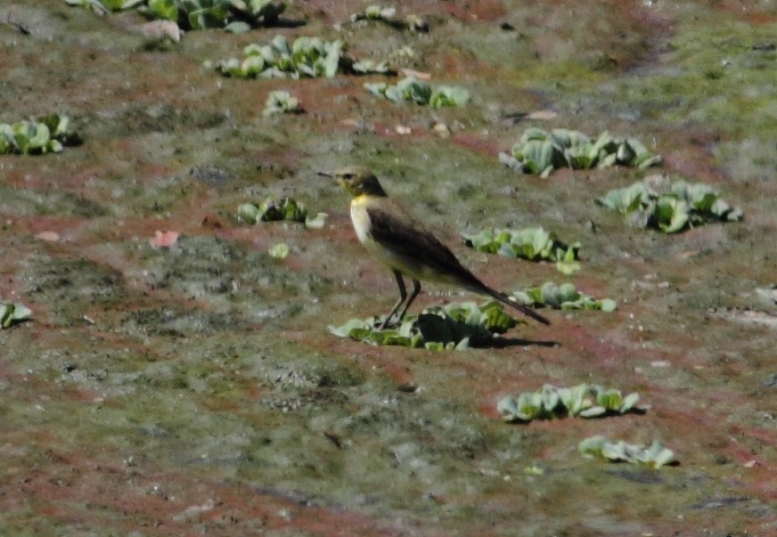 wagtail sp. - ML83683241