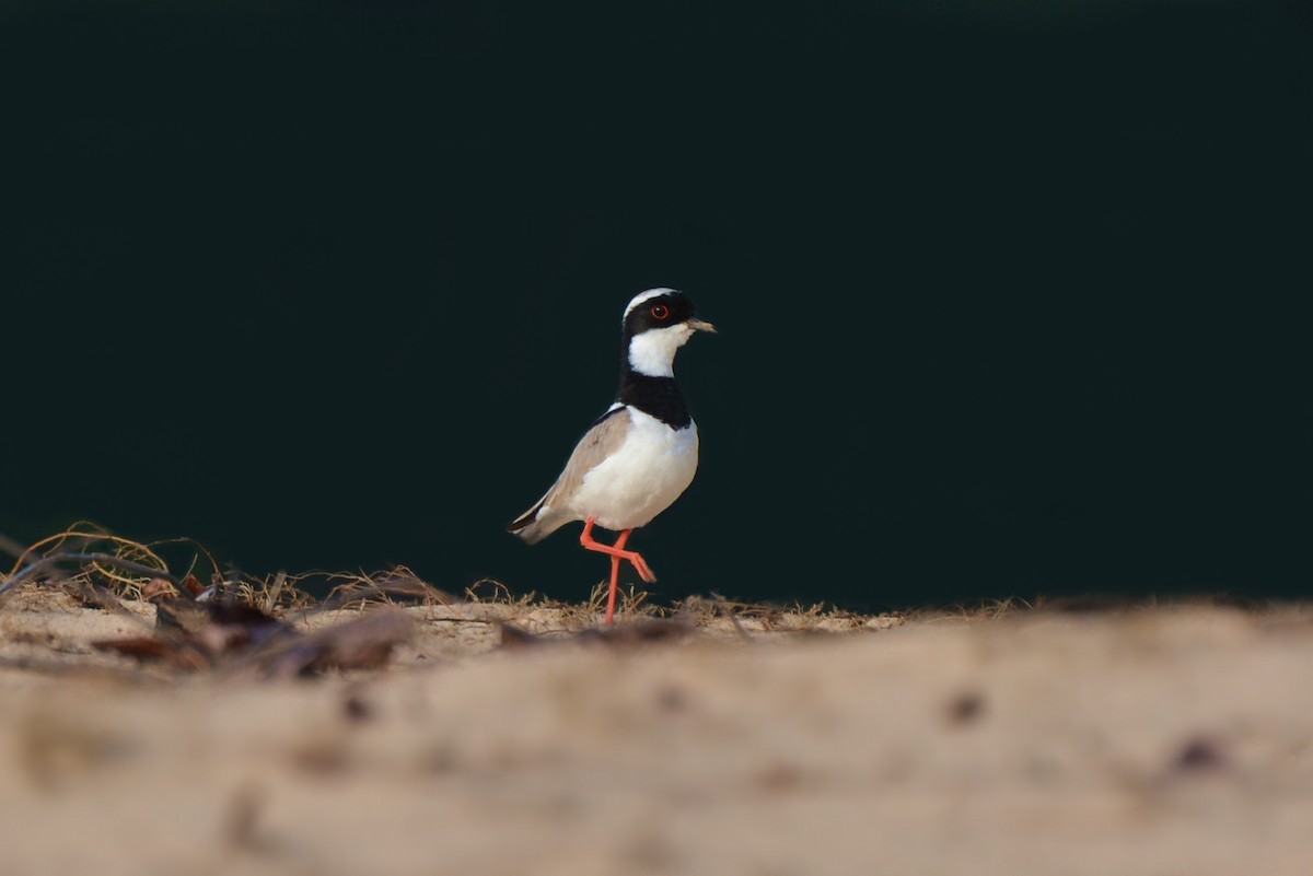 Pied Plover - Henry Cook