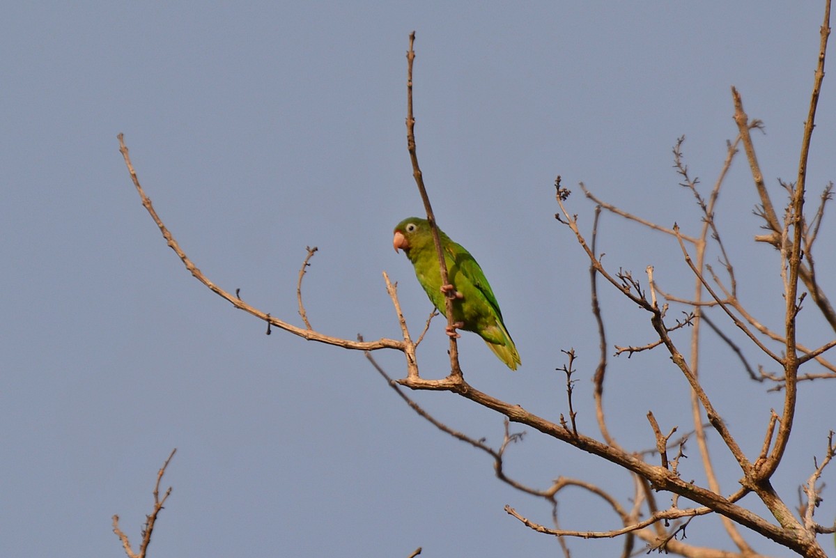 Golden-winged Parakeet - ML83684031