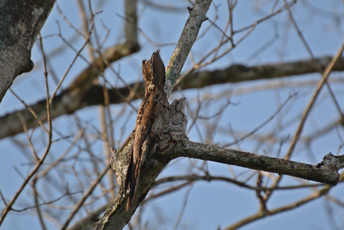 Common Potoo - Henry Cook
