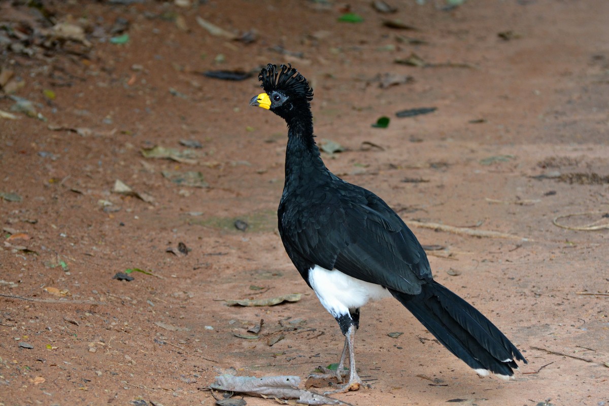 Bare-faced Curassow - Henry Cook
