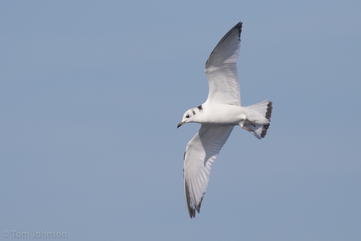 Mouette tridactyle - ML83685611