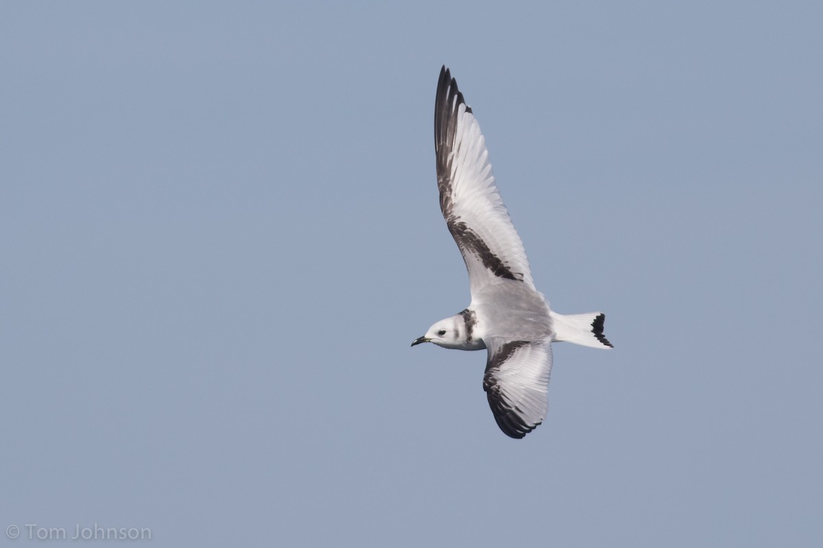 Mouette tridactyle - ML83685621