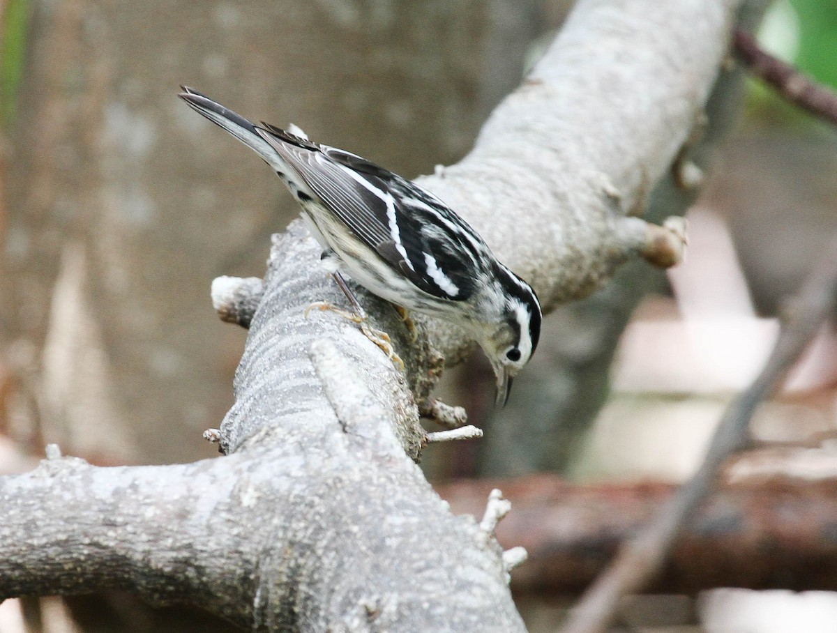 Black-and-white Warbler - ML83686351