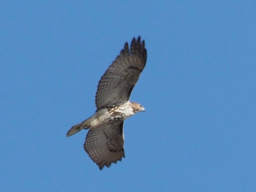 Red-tailed Hawk - ML83686821