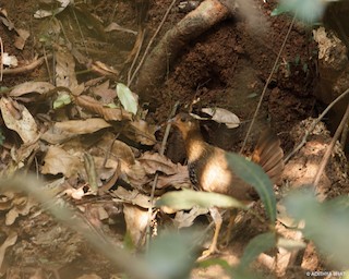 Gray Junglefowl, ML83687731