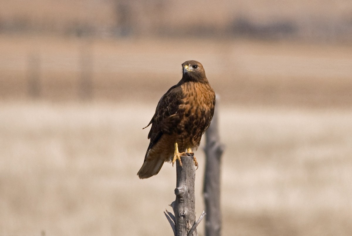 Red-tailed Hawk - Robert Dobbs