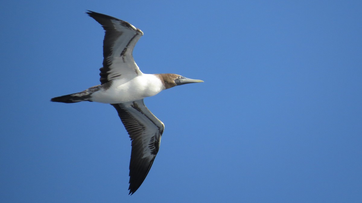 Brown Booby - ML83690791