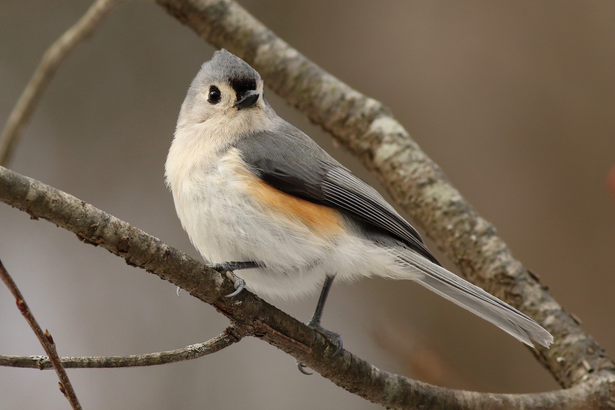 Tufted Titmouse - Max McCarthy
