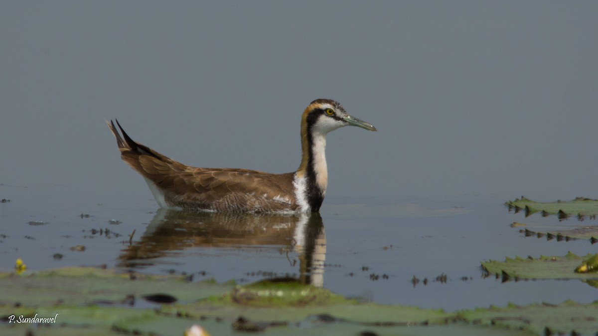 Pheasant-tailed Jacana - Sundar Palanivelu