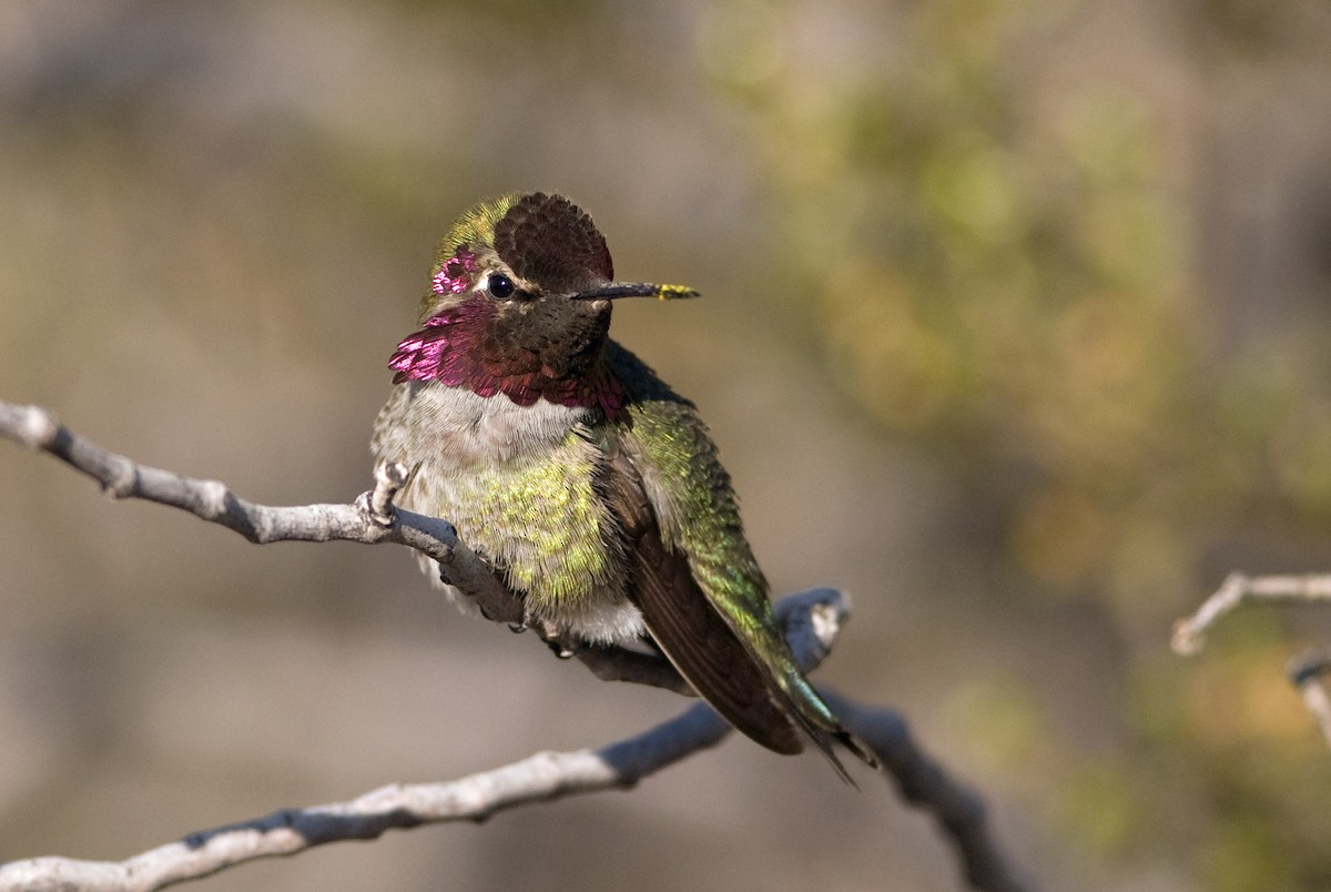 Anna's Hummingbird - Robert Dobbs