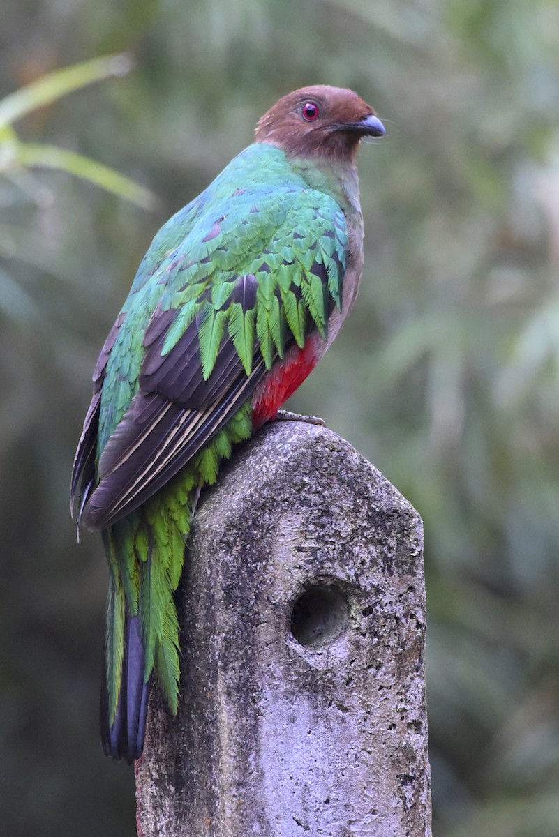 Crested Quetzal - ML83698261
