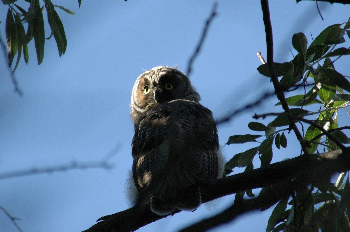 Long-eared Owl - David Krueper