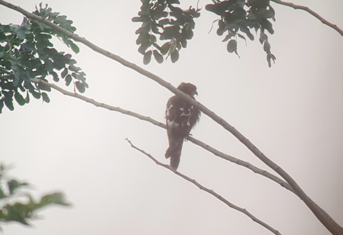 African Cuckoo-Hawk - Daniel Casey