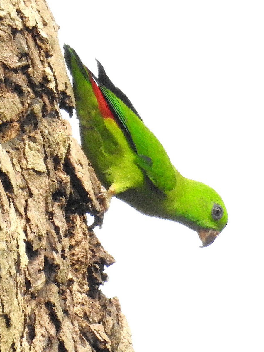 Blue-crowned Hanging-Parrot - ML83700281