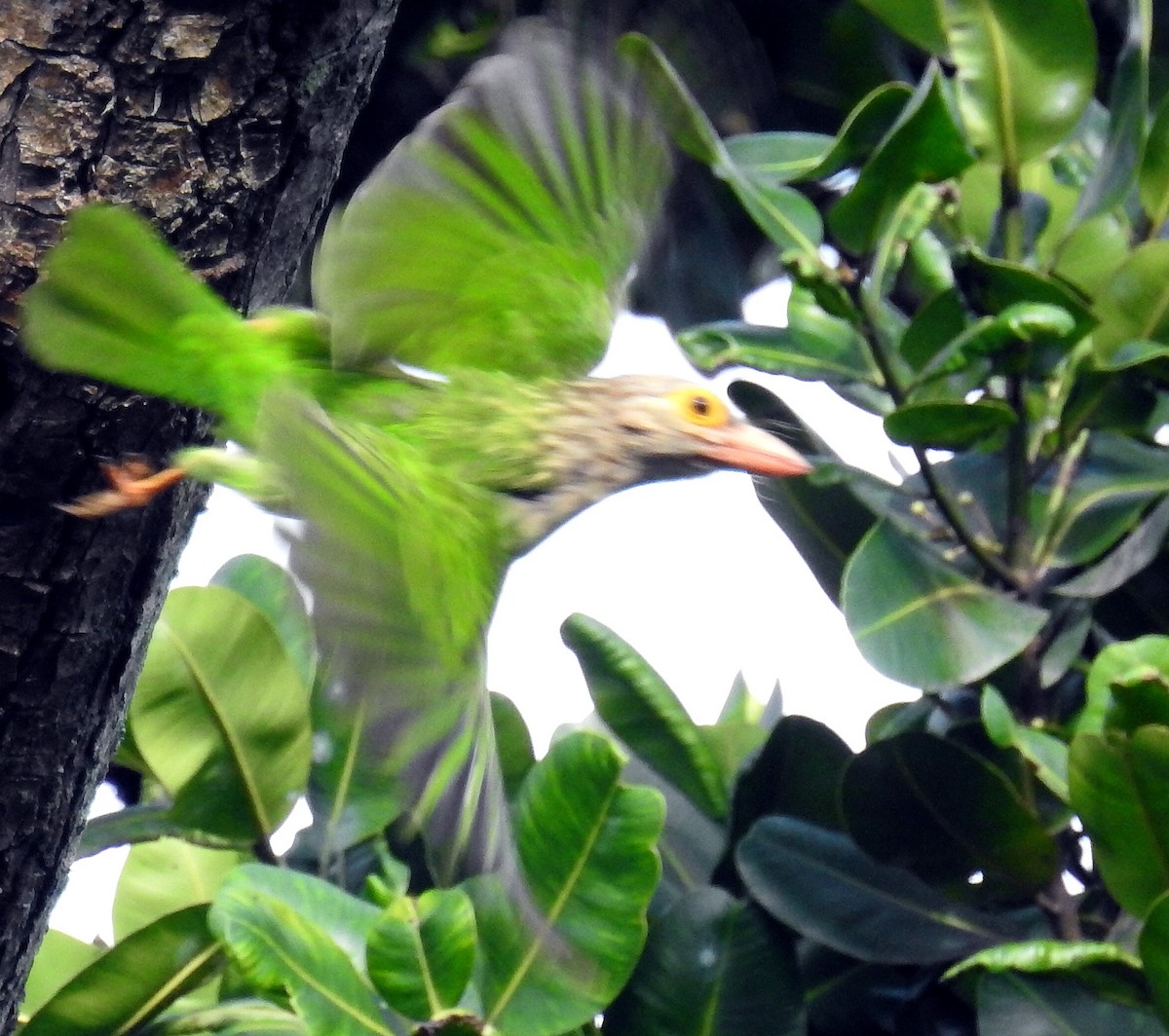 Lineated Barbet - ML83700791