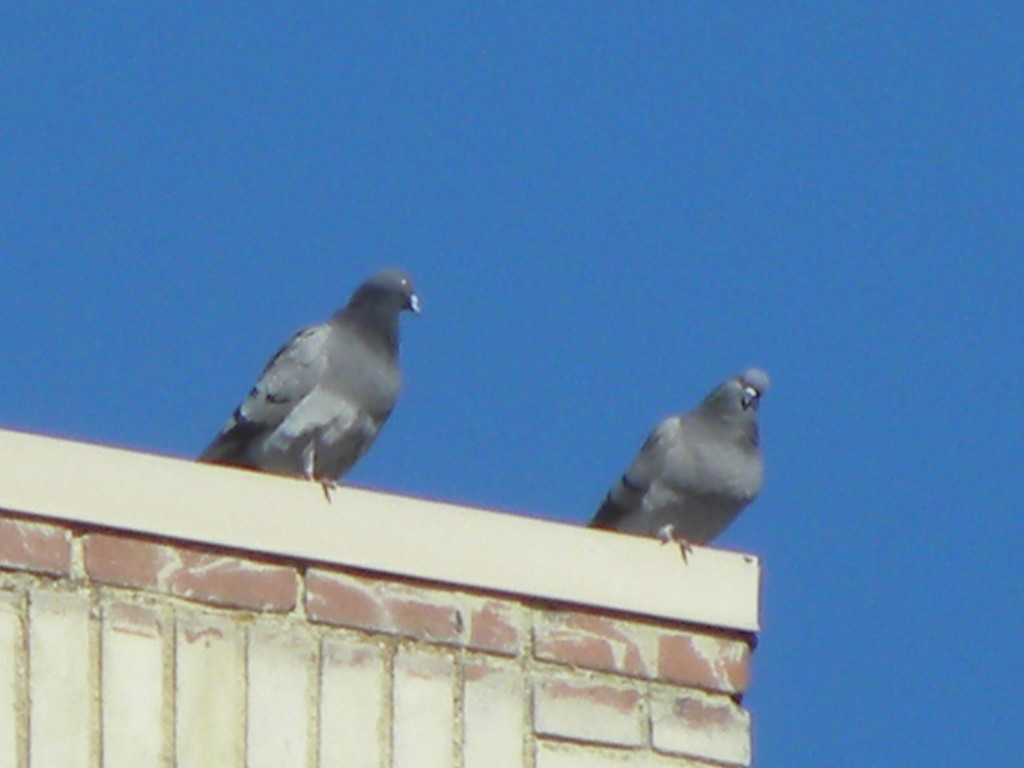 Rock Pigeon (Feral Pigeon) - ML83704881
