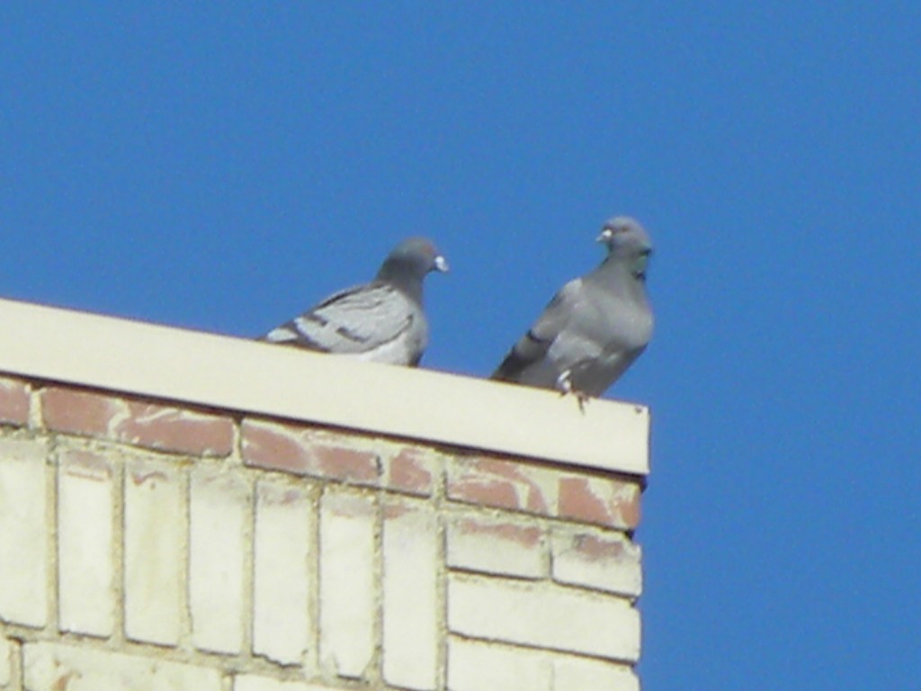 Rock Pigeon (Feral Pigeon) - ML83704891