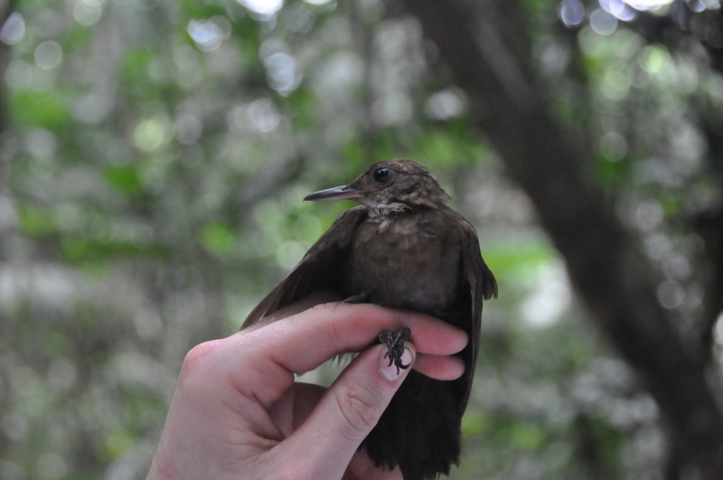 Black-tailed Leaftosser - Wannes Bos