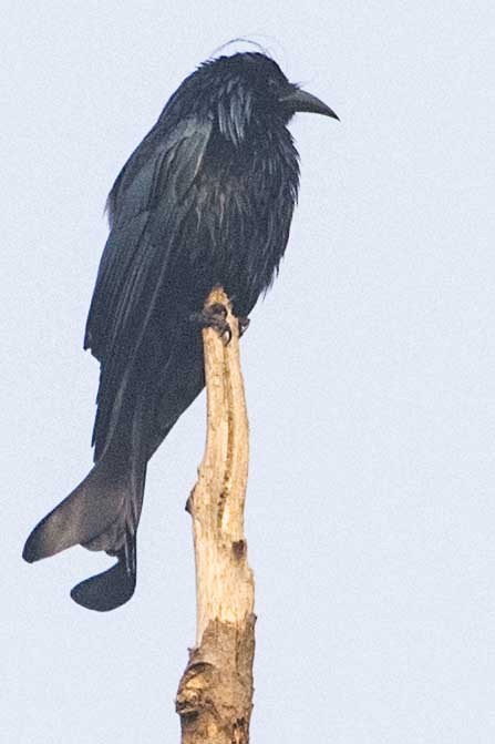 Hair-crested Drongo - ML83708011