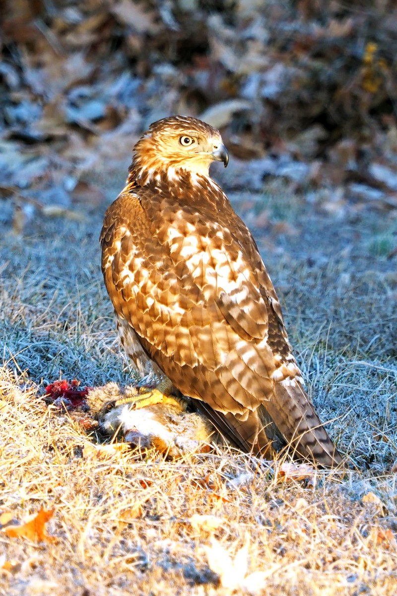 Red-tailed Hawk - Gary Mueller