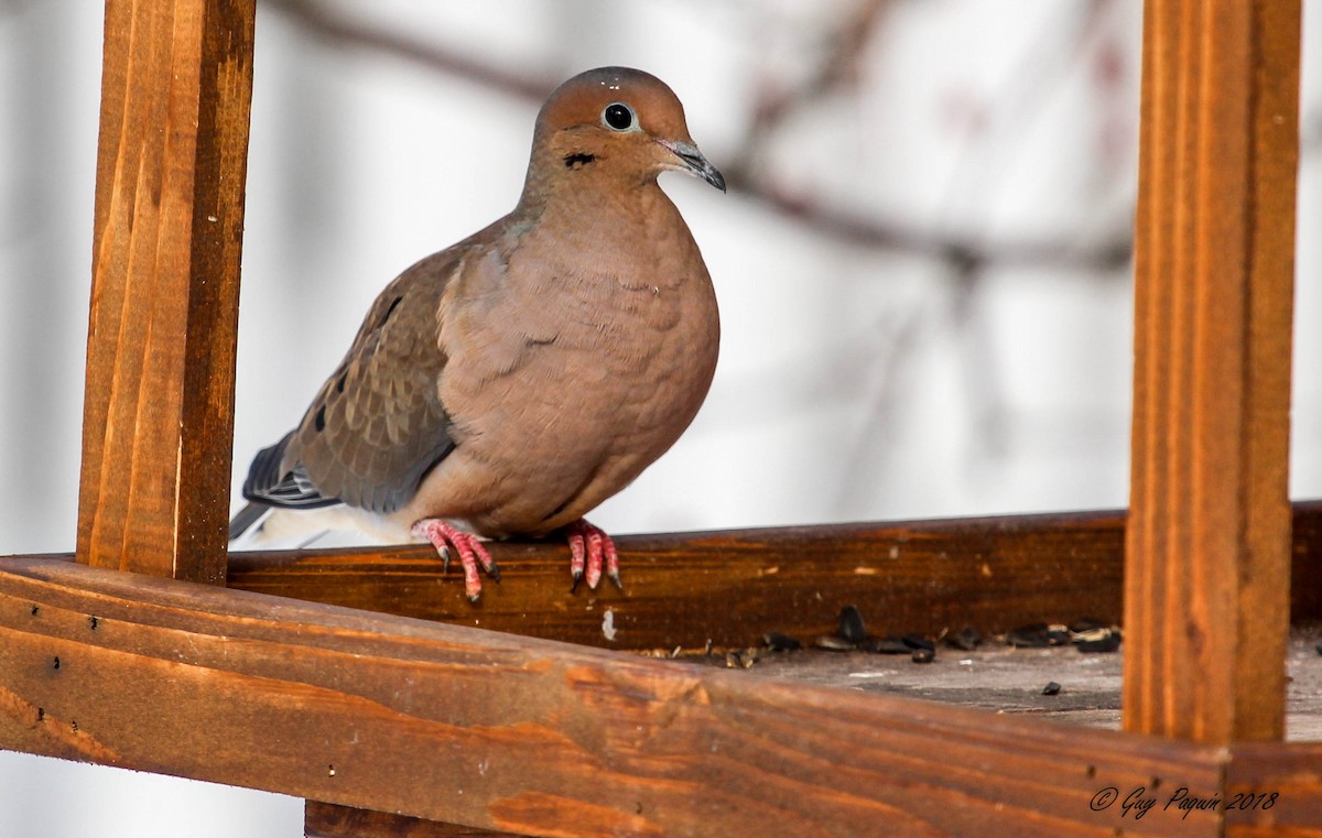 Mourning Dove - Guy Paquin