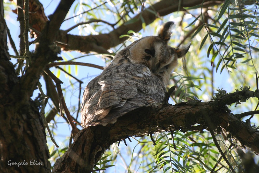 Long-eared Owl - Gonçalo Elias
