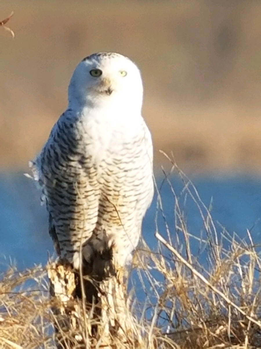 Snowy Owl - John-Edd  Brown
