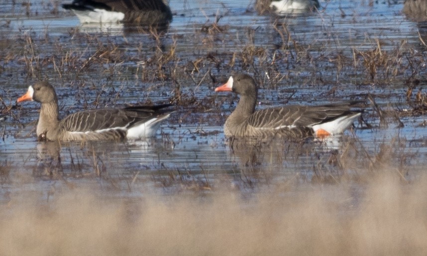 Greater White-fronted Goose - ML83712011