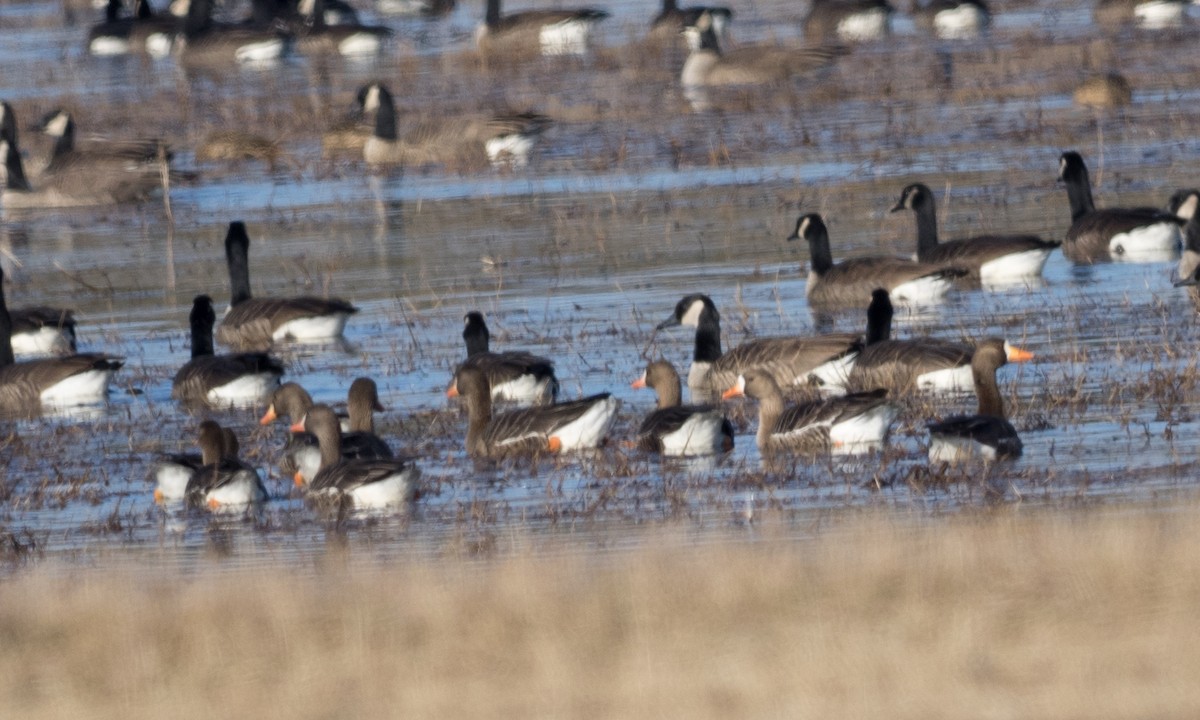 Greater White-fronted Goose - ML83712021